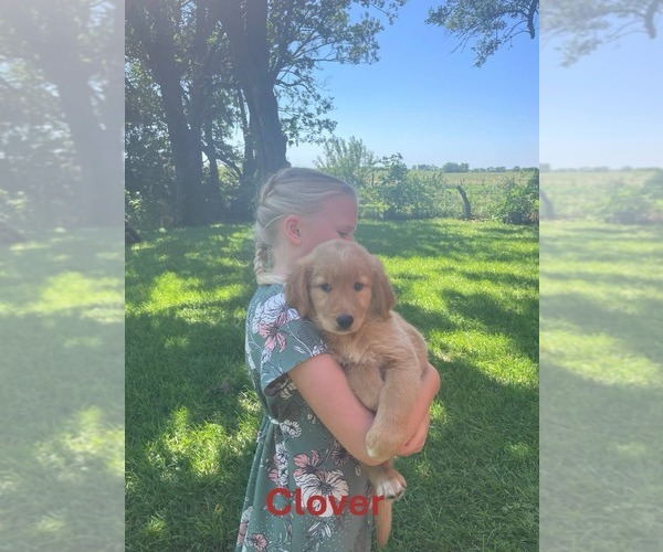Medium Photo #2 Golden Retriever Puppy For Sale in BURNS, KS, USA