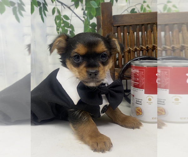 Medium Photo #14 Shorkie Tzu Puppy For Sale in SELLERSBURG, IN, USA