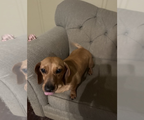 Medium Photo #1 Schweenie Puppy For Sale in DOTHAN, AL, USA