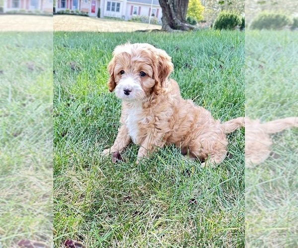 Medium Photo #3 Cavapoo Puppy For Sale in GILBERTSVILLE, PA, USA