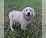 Small #6 Maremma Sheepdog