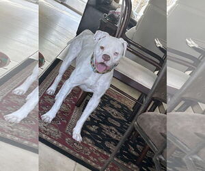 American Pit Bull Terrier-Unknown Mix Dogs for adoption in Sykesville, MD, USA