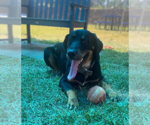 Euro Mountain Sheparnese Dogs for adoption in Bryant, AR, USA
