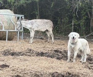 Father of the Great Pyrenees puppies born on 03/05/2026