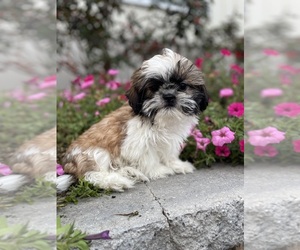 Shih Tzu Puppy for sale in CANOGA, NY, USA