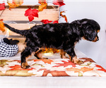 Small #6 Cavalier King Charles Spaniel