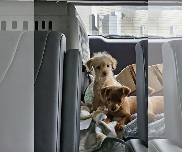 Medium Photo #4 Chiweenie Puppy For Sale in Wakefield, RI, USA