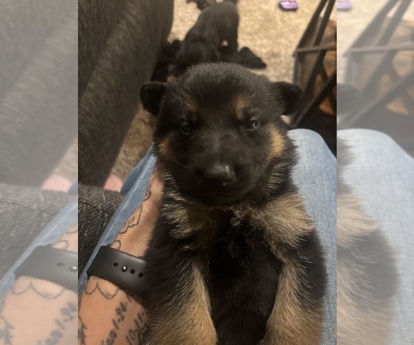 Medium Photo #1 German Shepherd Dog Puppy For Sale in SOUTH EASTON, MA, USA