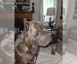 Father of the Cane Corso puppies born on 05/09/2025