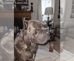Small Photo #1 Cane Corso Puppy For Sale in CHARLOTTE, NC, USA