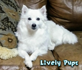 Mother of the Miniature American Eskimo puppies born on 02/24/2019