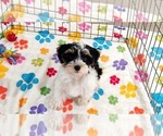 Bruno - Male Havashire Puppy for Sale - Photo #4