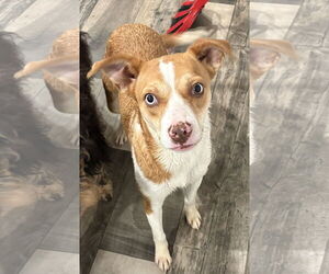 Mutt Dogs for adoption in Mount Pleasant, SC, USA