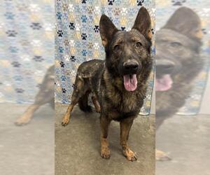 German Shepherd Dog Dogs for adoption in Rosenberg, TX, USA
