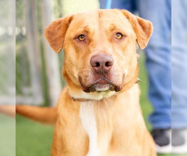 Medium Photo #2 Mutt Puppy For Sale in Camarillo, CA, USA