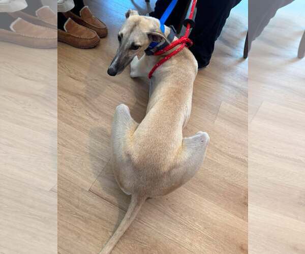 Medium Photo #4 Whippet Puppy For Sale in Cherry Hill, NJ, USA
