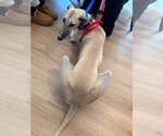 Small #3 Whippet