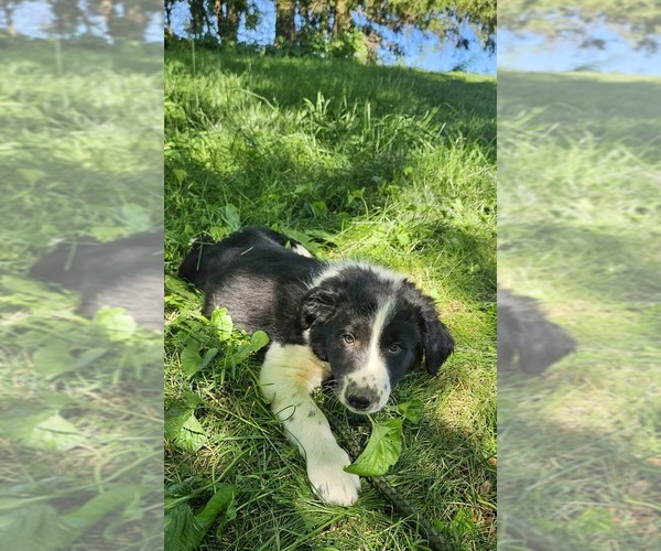 Medium Photo #2 Border Collie-English Shepherd Mix Puppy For Sale in CARROLLTON, OH, USA