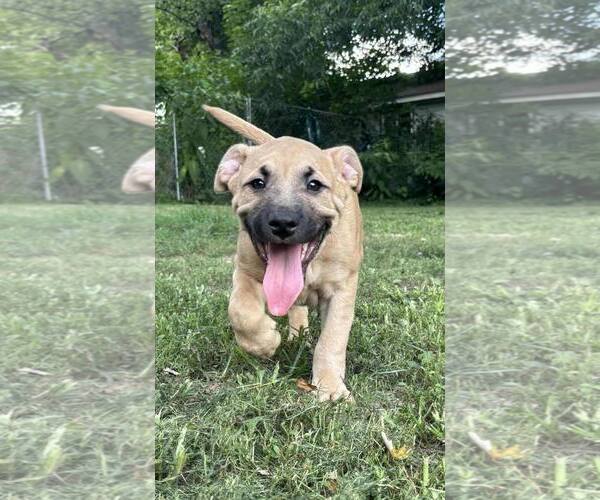 Medium Photo #4 Mutt Puppy For Sale in Poplar Bluff, MO, USA