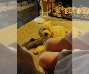 Goldendoodle Puppy for sale in WAYNESVILLE, OH, USA