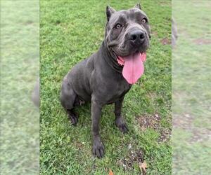 Mutt Dogs for adoption in Conroe, TX, USA