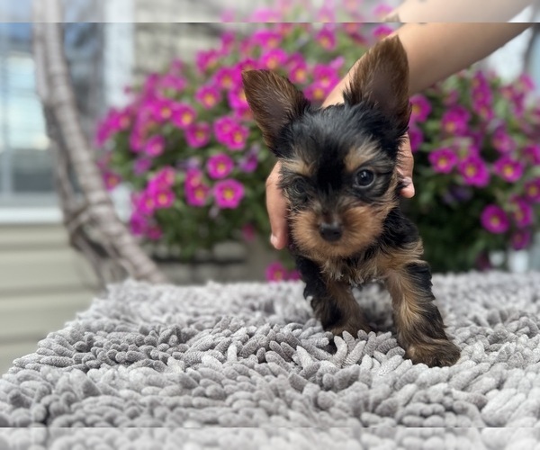 Medium Photo #10 Yorkshire Terrier Puppy For Sale in LA PLATA, MD, USA