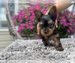 Small #9 Yorkshire Terrier