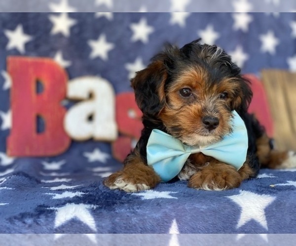 Medium Photo #2 YorkiePoo Puppy For Sale in LANCASTER, PA, USA