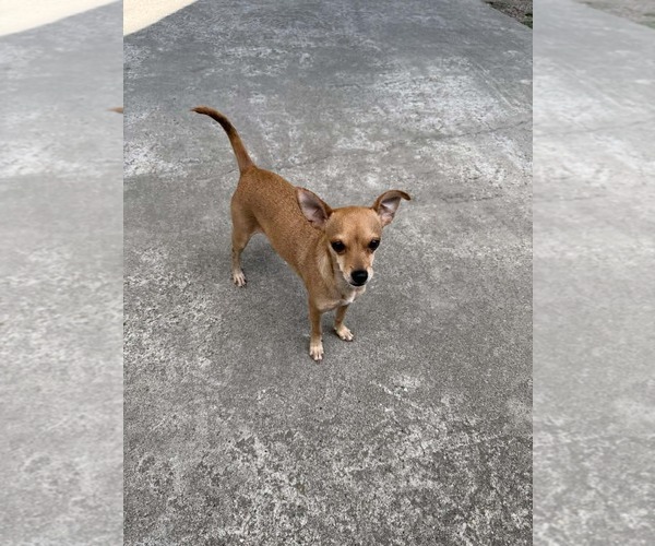 Medium Photo #5 Rat-Cha Puppy For Sale in Princeton, MN, USA