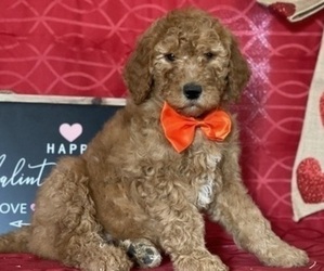 Goldendoodle Puppy for sale in LANCASTER, PA, USA