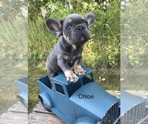 French Bulldog Puppy for sale in GOSHEN, IN, USA