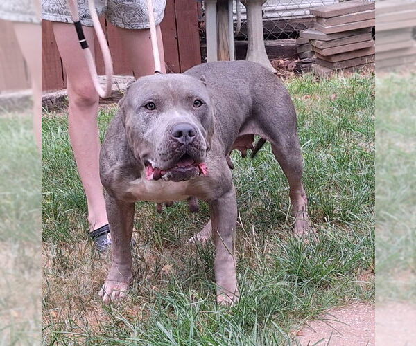 Medium Photo #1 American Bulldog-Unknown Mix Puppy For Sale in Wetumpka, AL, USA