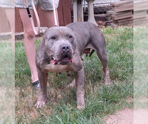 American Bulldog-Unknown Mix Dogs for adoption in Wetumpka, AL, USA