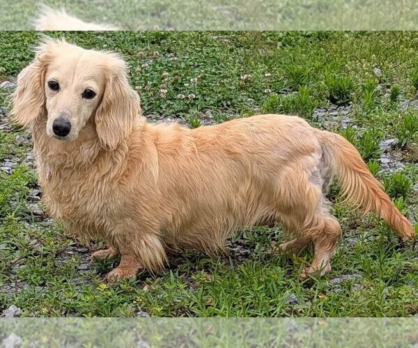 Medium Photo #2 Dachshund Puppy For Sale in Shelbyville, TN, USA