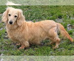 Small #1 Dachshund