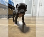 Puppy Puppy 4 American Pit Bull Terrier