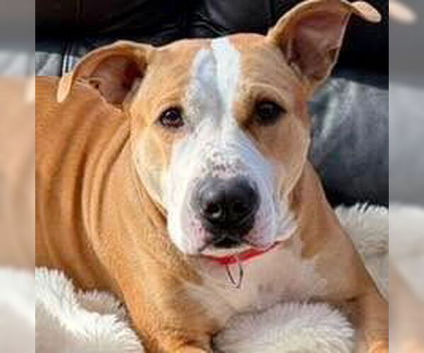 Medium Photo #5 Mutt Puppy For Sale in Canton, CT, USA