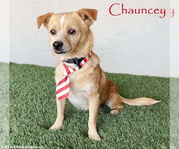 Medium Photo #1 Chihuahua-Unknown Mix Puppy For Sale in San Diego, CA, USA