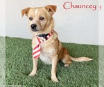 Small Chihuahua Mix