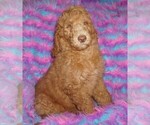Small #1 Labradoodle