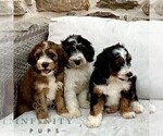 Small #1 Bernedoodle (Miniature)