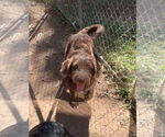 Small #1 Labradoodle