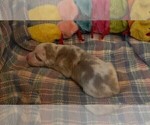 Small #7 Great Dane