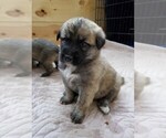 Small Photo #11 Anatolian Shepherd Puppy For Sale in COMMERCE, TX, USA