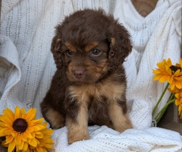 Medium Photo #7 Cock-A-Poo Puppy For Sale in GOSHEN, IN, USA