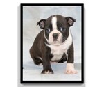 Small Photo #8 Boston Terrier Puppy For Sale in CLARE, MI, USA