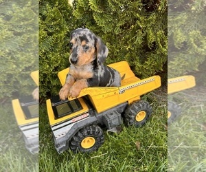 Dachshund Puppy for sale in MIDDLEBURY, IN, USA
