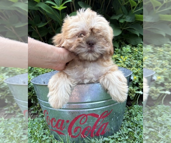 Medium Photo #4 Shih Tzu Puppy For Sale in MIDDLEBURY, IN, USA