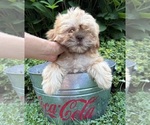 Small #3 Shih Tzu