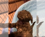 Small Photo #7 Poodle (Toy)-Shorkie Tzu Mix Puppy For Sale in LAKE GEORGE, NY, USA